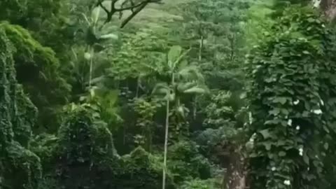 This place looks like a scene out of Jurassic Park
