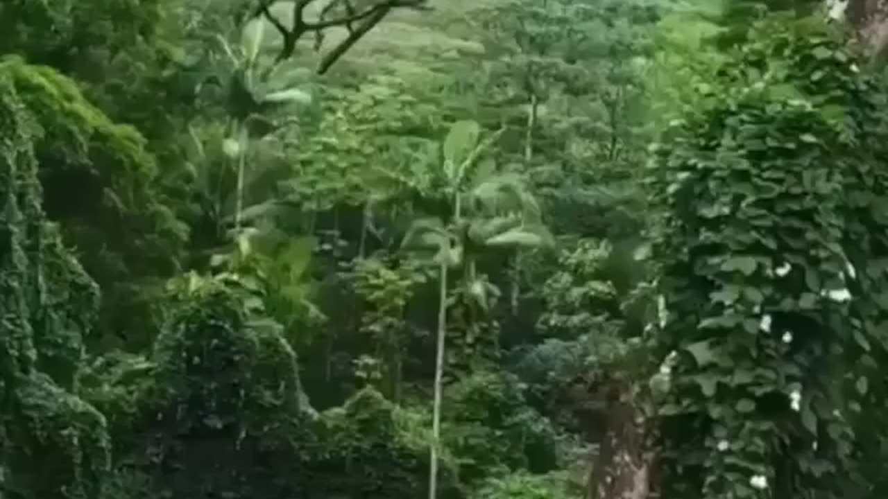 This place looks like a scene out of Jurassic Park