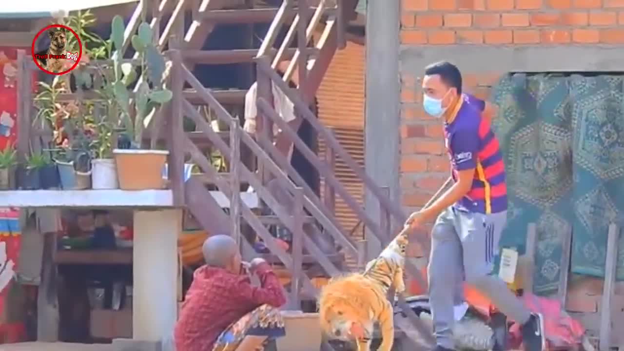 Troll Prank Dog,Fake Snake Vs Monkeys and Big Fake Lion Dog Prank Must Watch Funny Video - Troll Dog