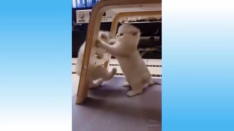 Both Cats Are Playing