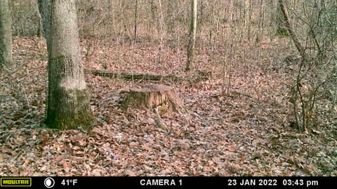 I really wanted that to be a bobcat…