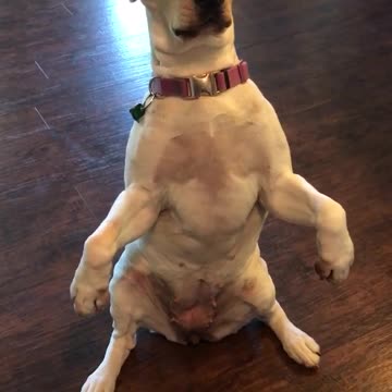 Perra suplica comida de un modo muy extraño