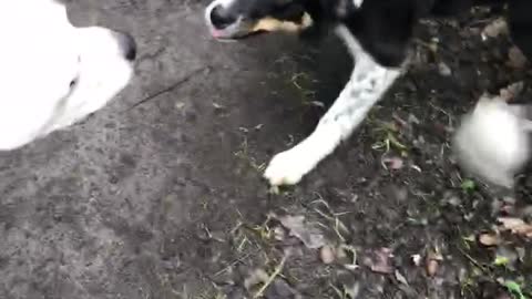 Dog just wants to be friends