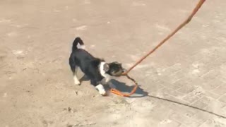 Doggo Takes Horse for a Walk