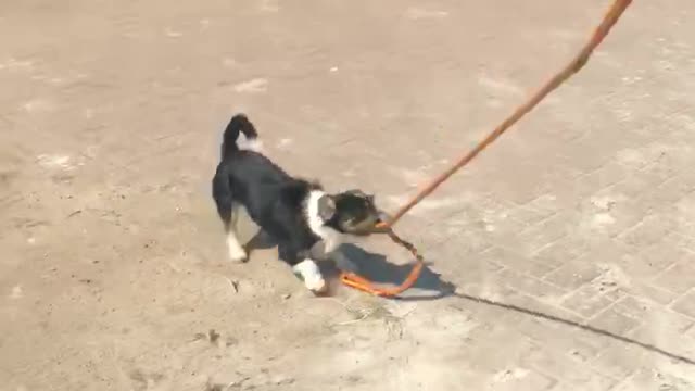 Doggo Takes Horse for a Walk