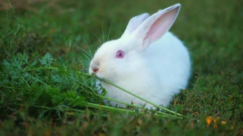 easter adorable white bunny outdoor on green background eating grass and carrot slow motion