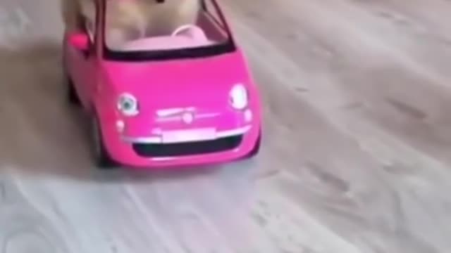 Cute Dog driving car