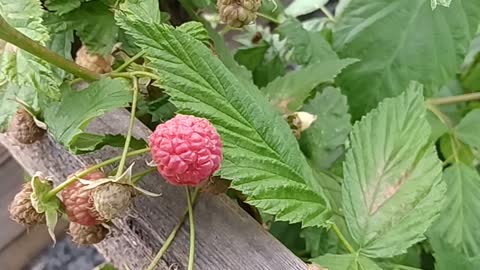 Greenhouse window and raspberries