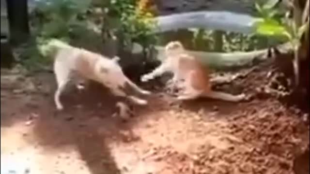 Funniest Animals - Best Of The 2021 Funny Animal Videos