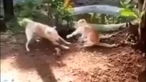 Funniest Animals - Best Of The 2021 Funny Animal Videos