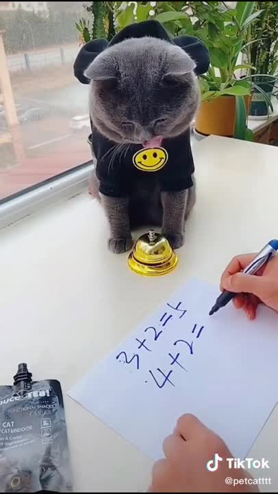 Lovely Cat, black cat, cats, funny cats, funny cat videos