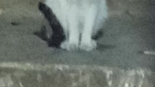 My funny cat her name's glory