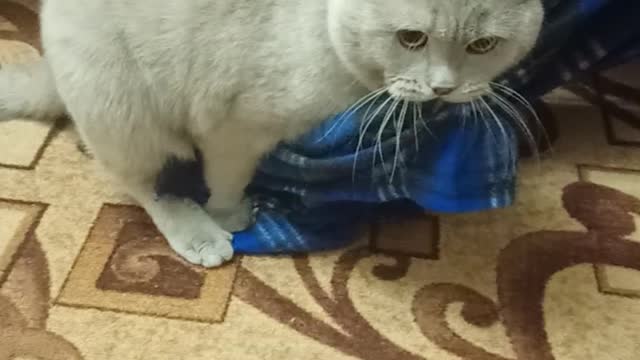 Coconut funny cat
