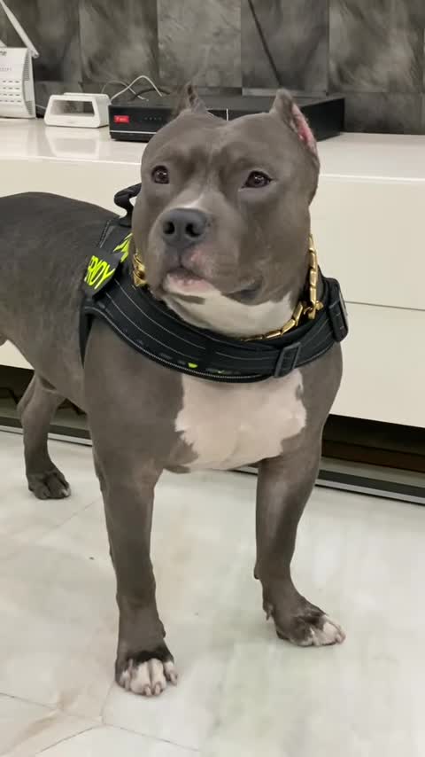 Dogs, funny animals commed,dofa fun,dog comedy scenes 🤣