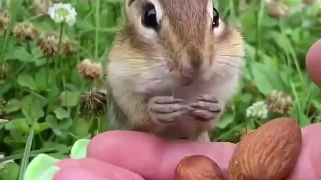 Animal Funny Clips