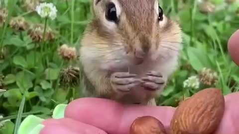 Animal Funny Clips