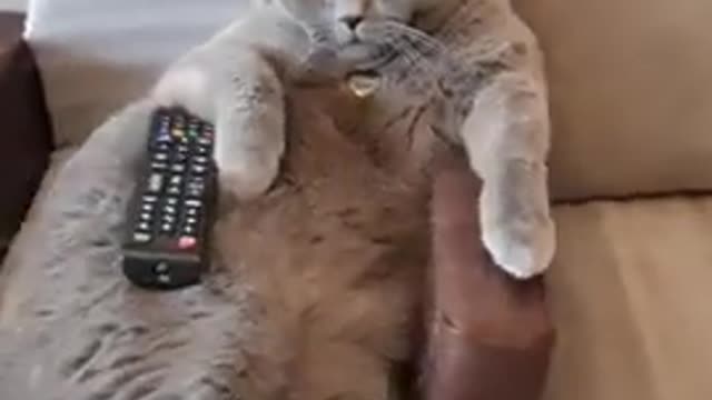 Cat Comfortably Watches Movie