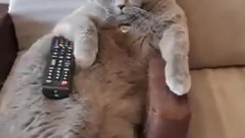 Cat Comfortably Watches Movie