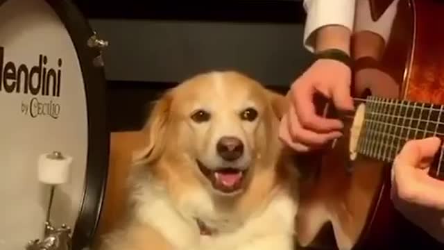 Funny dog playin drums