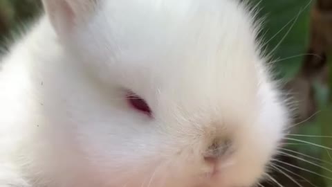 Cute fluffy baby bunny