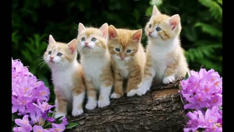 COLLECTION OF THE MOST BEAUTIFUL CATS PICTURES IN THE WORLD