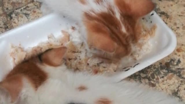 owner raise triplets kittens in his house
