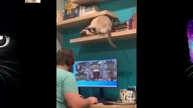 Funniest Cats 😹 Best Of The 2021 Funny Cats Videos 😁 Funniest Animals Ever