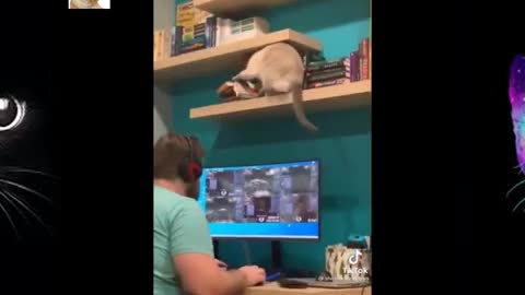 Funniest Cats 😹 Best Of The 2021 Funny Cats Videos 😁 Funniest Animals Ever