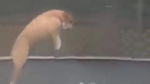 dog enjoying jumping