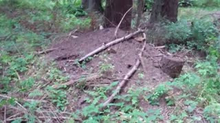 Watch where you step.... Giant Ant Hill in Sequim