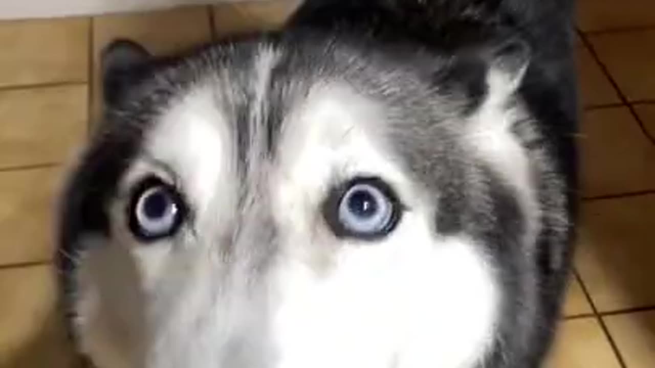 Husky REFUSES To Take Her Vitamins!