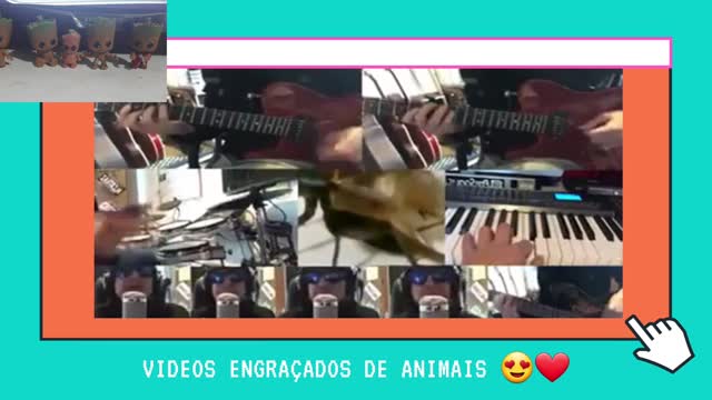 # funny animals # music