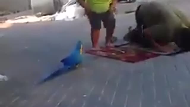 A Big Beautiful Parrot disturbing boy who was praying