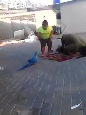 A Big Beautiful Parrot disturbing boy who was praying
