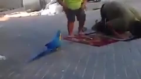 A Big Beautiful Parrot disturbing boy who was praying