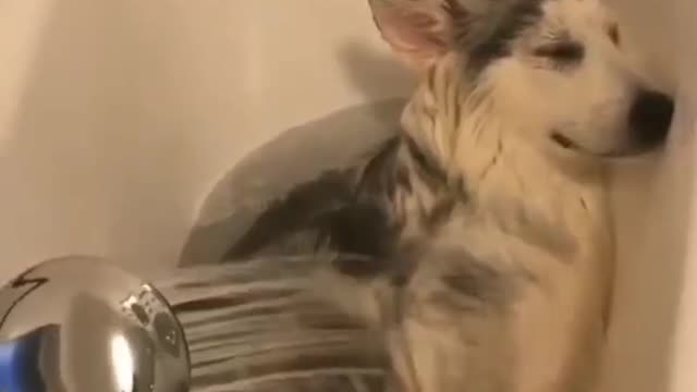 The dog enjoys the bath, you see his expression.