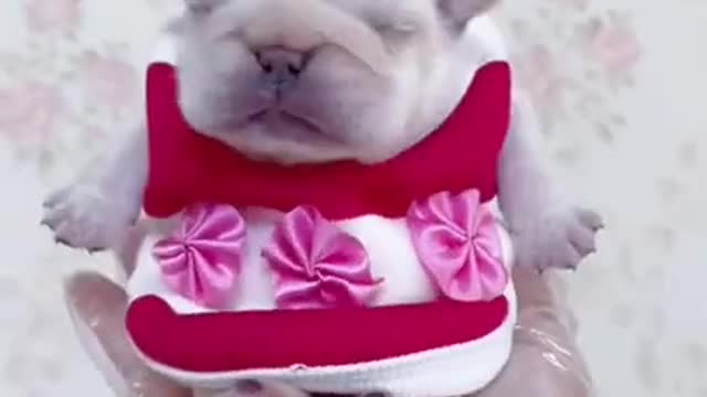 Dog That Will Make Your Day EP # 91 #shorts #Dogcompilation