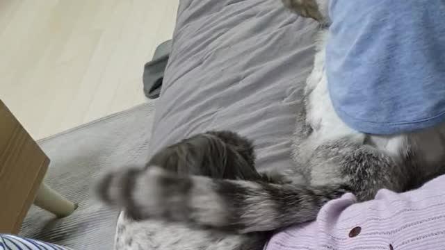 Good gray guys(Puppy&cat)