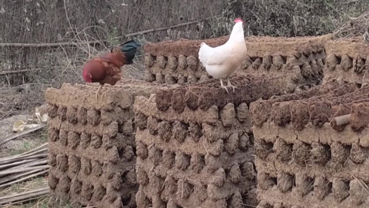 Village area hen playing with partner.