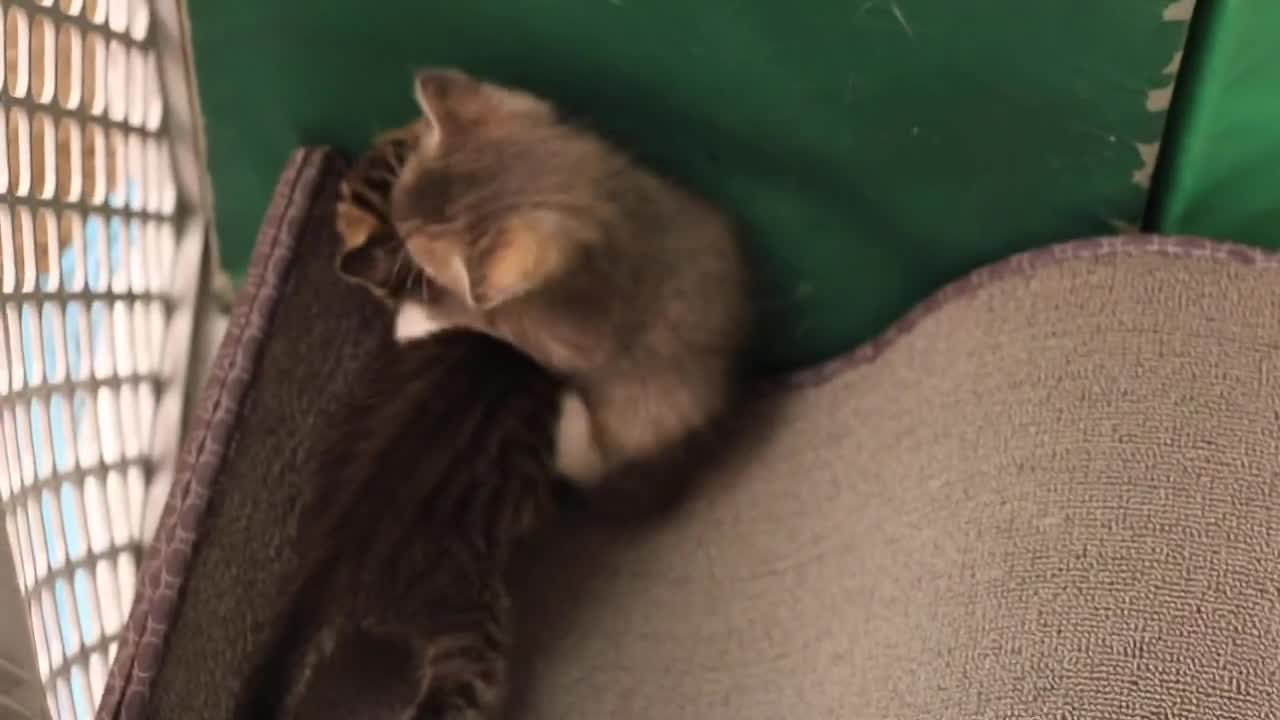 World Wrestling Cats 2020 | The Ultimate Kitten Fighting Competition