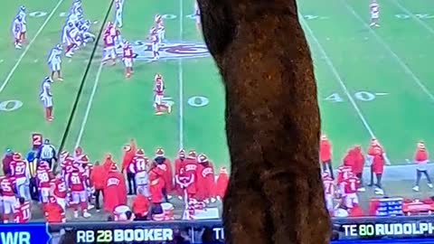 Kitty vs NFL