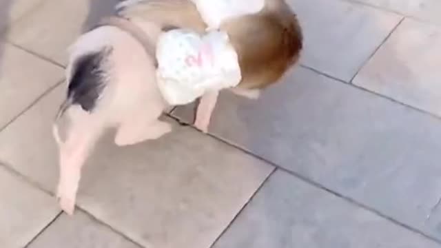 Two Monkeys with a very cute Pig