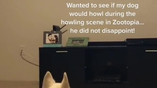 Could your dog watch movies_ And Wait for it... credit
