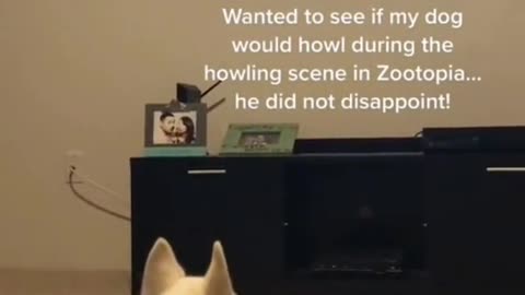 Could your dog watch movies_ And Wait for it... credit
