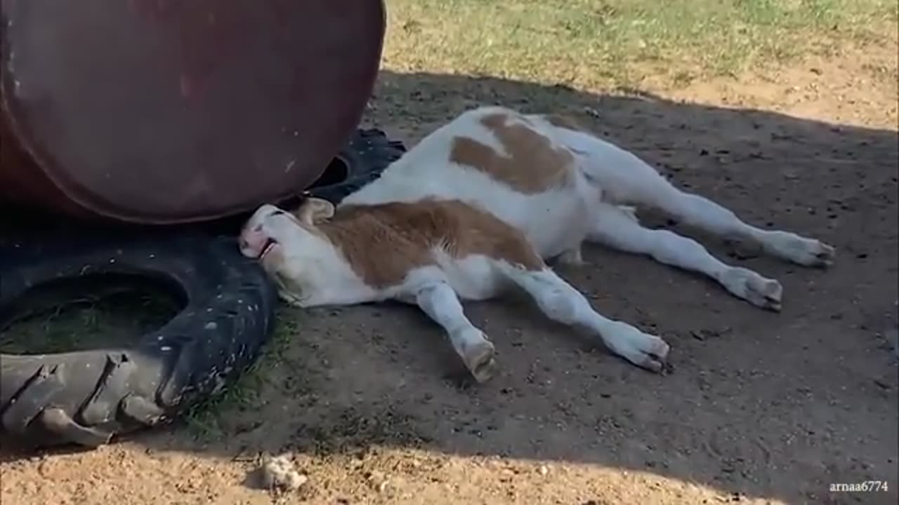 Super ###funny&&&[[[]]] animals