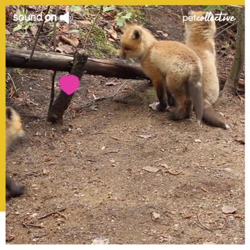 Fox Pups Play with Each Other