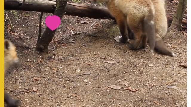 Fox Pups Play with Each Other