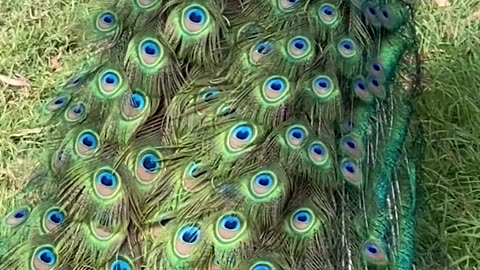 Peacocks