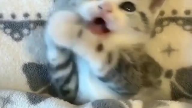 So funny and cute puppy | 💗🐱cute cats cutes pet's