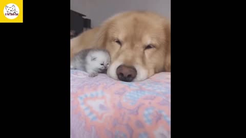 cute cat and dog are sleep together